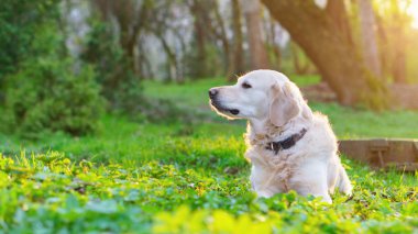 golden retriever köpek Park bahar yeşil çimenlerin üzerinde günbatımında oturan