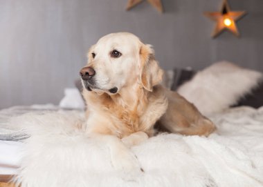 Golden Retriever köpek İskandinav tarzı modern iç