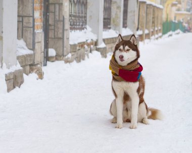 Soğuk kar parkta oturup yün atkı kahverengi Sibirya Husky köpek