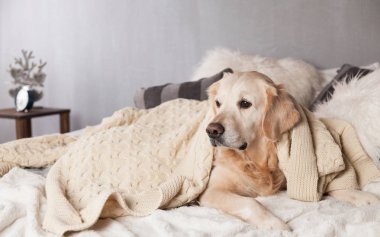 Golden Retriever köpek İskandinav tarzı modern iç