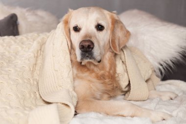 Golden Retriever köpek İskandinav tarzı modern iç