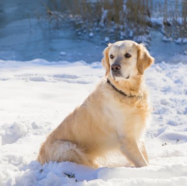 Golden retriever köpek üstünde kar kış Park'ta açık
