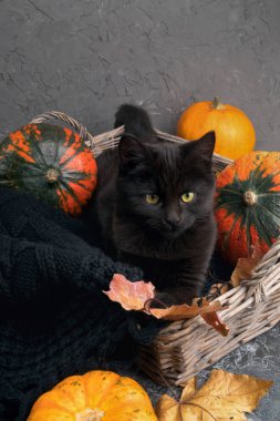 hasır sepet gri çimento zemin üzerine Turuncu kabak ile kara kedi