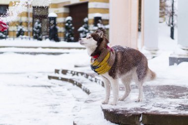 Taş merdivenle karla kaplı üzerinde duran yün atkı kahverengi Sibirya Husky köpek