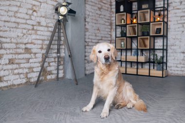 Mutlu golden retriever köpek loft modern oturma odasında 