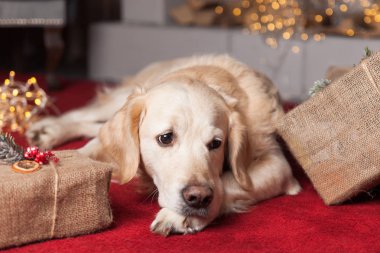 Golden Retriever köpek Noel iç kırmızı halı üzerinde
