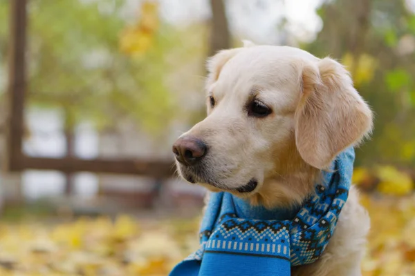 Cão Retriever Dourado Lenço Azul Folhas Amarelas Caídas Parque — Fotografia de Stock