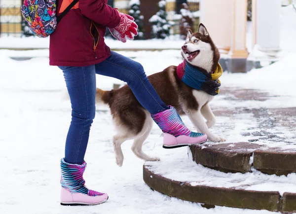 Chien Husky Sibérien Écharpe Laine Jouant Avec Propriétaire — Photo