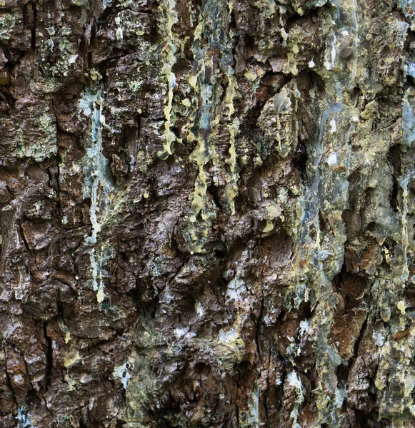 Close View Dark Brown Wooden Barque Moss Lichen — Stock Photo, Image