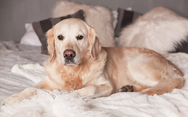 北欧風のモダンなインテリアのゴールデン レトリーバー犬 — ストック写真