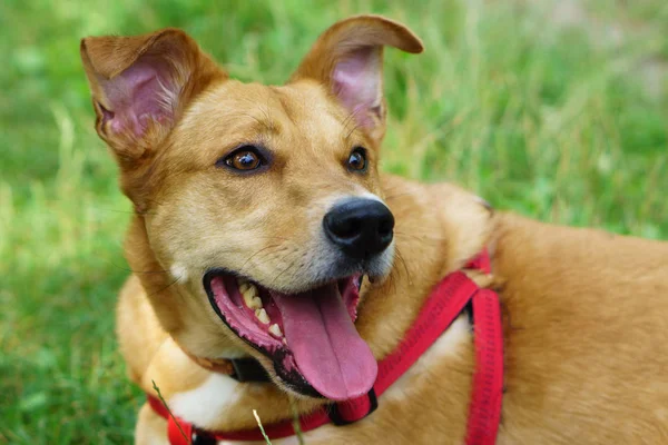 Усміхнений Імбирний Червоний Собака Літній Зеленій Траві Квітами Ромашок Парку — стокове фото