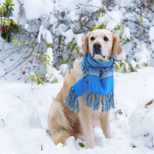 Zlatý Retrívr Pes Vlněný Modrý Šátek Sedí Sněhu Zimě Parku — Stock fotografie