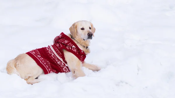 Adorable perro golden retriever con abrigo de navidad rojo cálido li —  Fotos de Stock