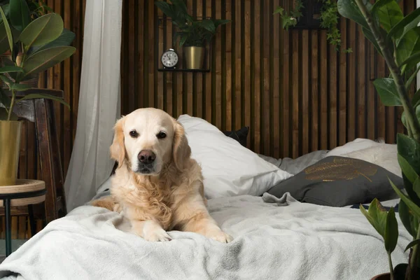 Golden retriever dog on bed with pillows posing in room in loft style