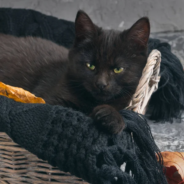 Svart Katt Flätad Korg Och Vågor Coat Grå Cement Bakgrund — Stockfoto