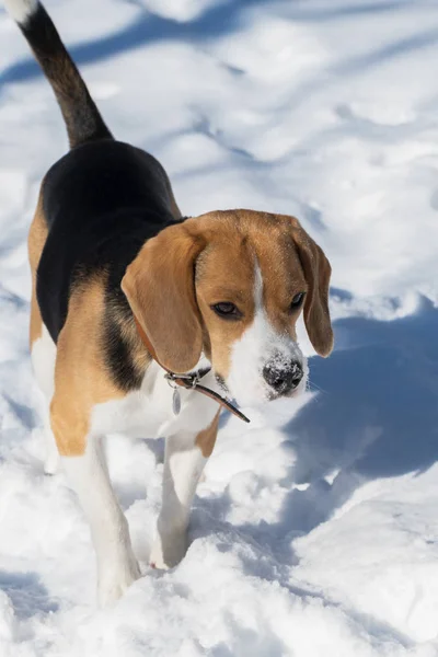 Park'a karda oynayan safkan beagle köpek yavrusu
