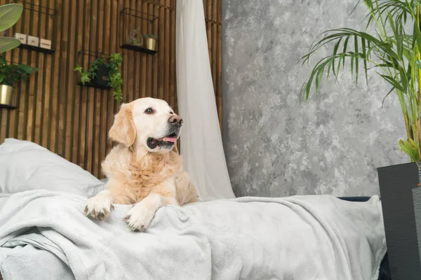 Golden retriever köpek yatakta yastık loft tarzı oda poz ile