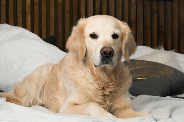 Golden Retriever Dog in modern interior in Scandinavian style