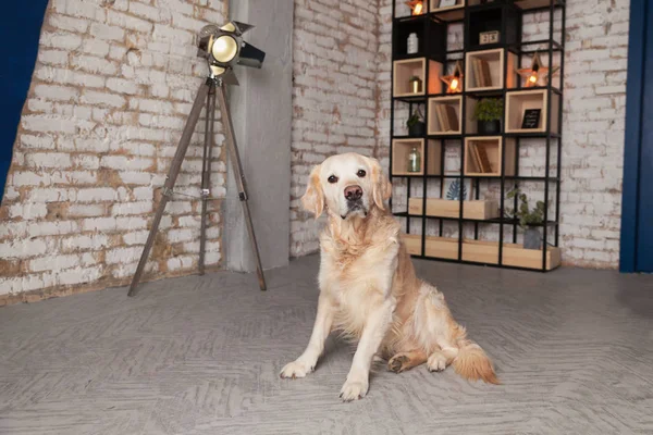 Mutlu golden retriever köpek loft modern oturma odasında 