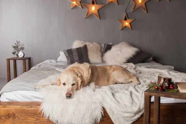 Golden Retriever Dog Modern Interior Garland Scandinavian Style — Stock Photo, Image