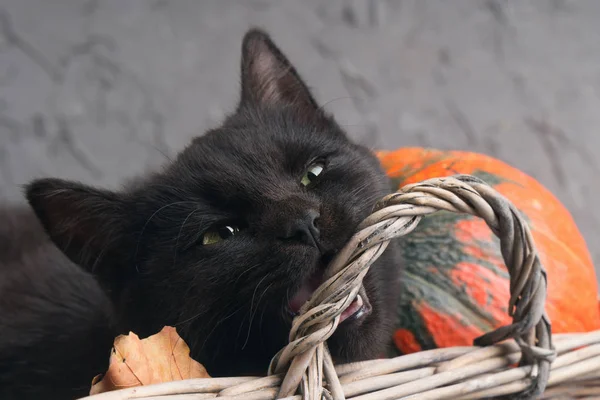 Svart Katt Med Orange Pumpor Korg Grå Cement Bakgrund — Stockfoto