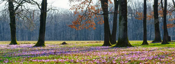 Kwitnący Fioletowy Krokus Dywan Lesie Rano — Zdjęcie stockowe