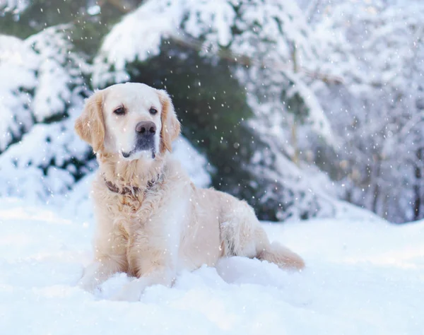 Golden Retriever Köpek Üstünde Kar Kış Park Açık — Stok fotoğraf