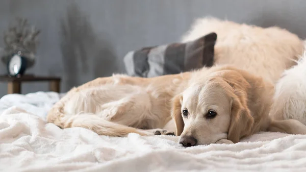 北欧風のモダンなインテリアのゴールデン レトリーバー犬 — ストック写真