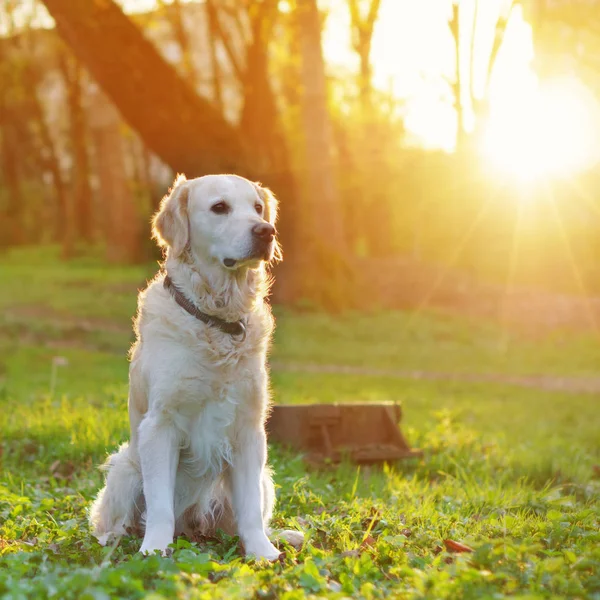 Golden Retriever Köpek Park Bahar Yeşil Çimenlerin Üzerinde Günbatımında Oturan — Stok fotoğraf