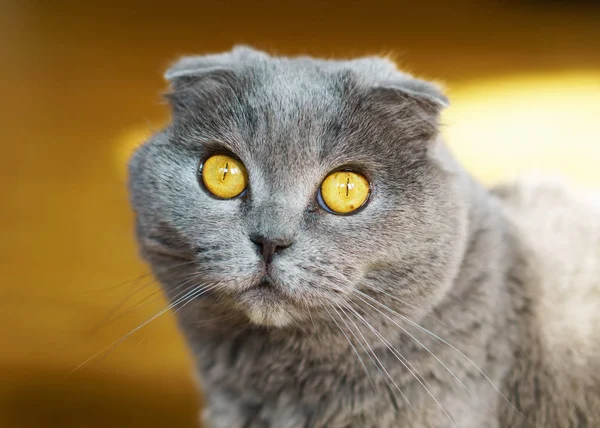 Retrato Gray British Scottish Fold Shorthair Cat Con Ojos Amarillos — Foto de Stock
