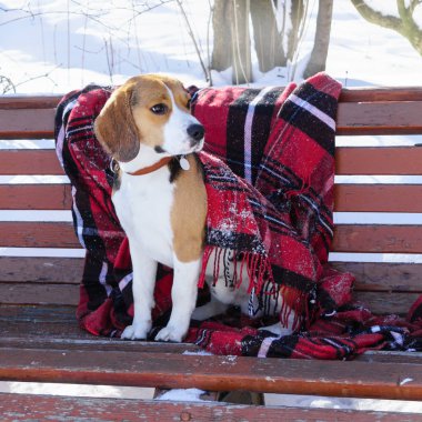 Kırmızı kareli ekose kış parkta bankta oturan safkan beagle köpek