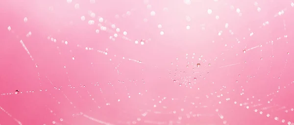 Schließen Des Spinnennetzes Mit Tautropfen Auf Rosa Hintergrund — Stockfoto