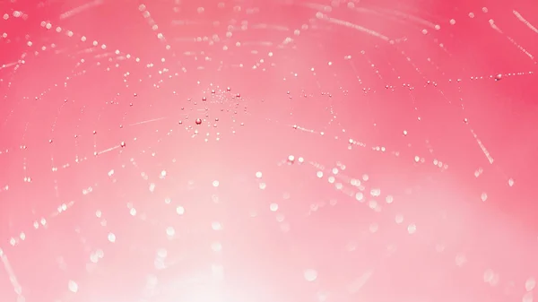 Schließen Des Spinnennetzes Mit Tautropfen Auf Rosa Hintergrund — Stockfoto