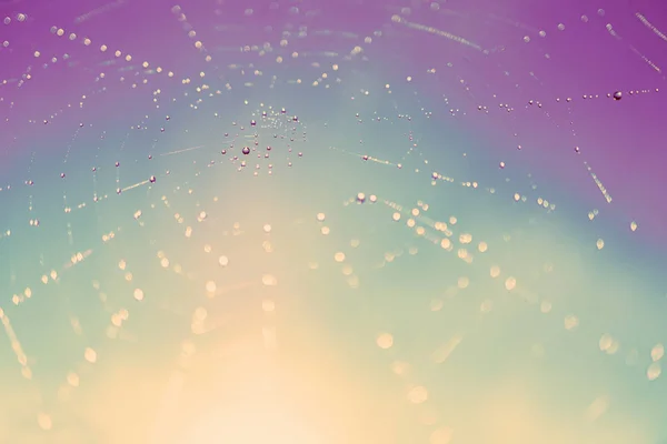 Schließen Des Spinnennetzes Mit Tautropfen Auf Blauem Hintergrund — Stockfoto