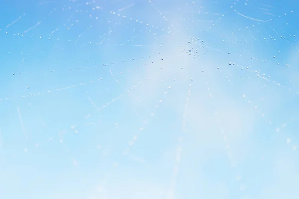 Zavřít Pohled Pavučině Kapky Modré Pozadí — Stock fotografie