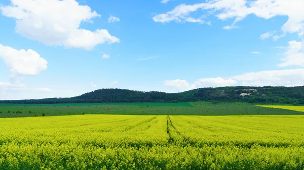 Panoramatický Pohled Květy Žluté Řepkových Polí Pod Modrou Oblohou — Stock fotografie