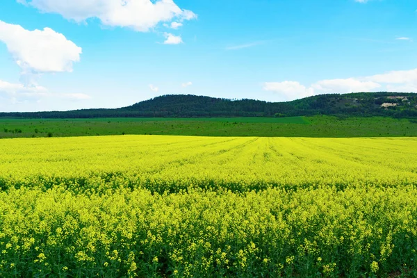 Panoramatický Pohled Květy Žluté Řepkových Polí Pod Modrou Oblohou — Stock fotografie