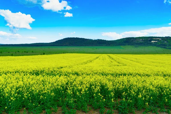 Panoramatický Pohled Květy Žluté Řepkových Polí Pod Modrou Oblohou — Stock fotografie