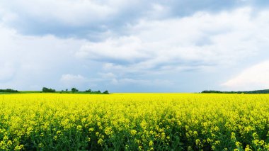 Panoramik sarı kolza çiçekleri alan mavi bulutlu gökyüzü altında
