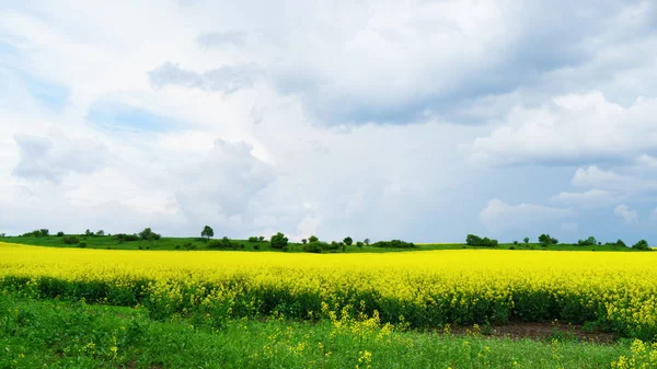 Vista Panorámica Los Campos Flores Colza Amarilla Bajo Cielo Azul — Foto de Stock