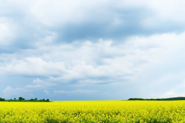 Vista Panorâmica Dos Campos Flores Colza Amarelas Sob Céu Azul — Fotografia de Stock