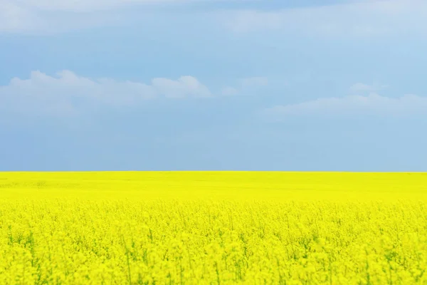 Vista Panorámica Los Campos Flores Colza Amarilla Bajo Cielo Azul — Foto de Stock