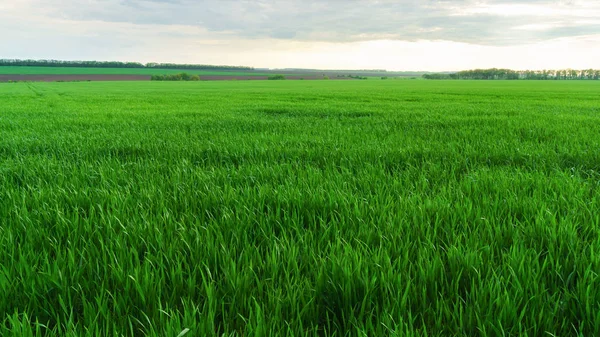 Mavi gökyüzünün altında taze yeşil alanın panoramik görünüm