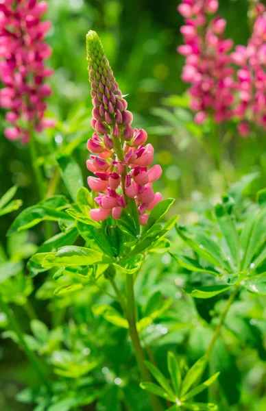 Fechar Vista Flores Silvestres Rosa Florescendo Campo — Fotografia de Stock