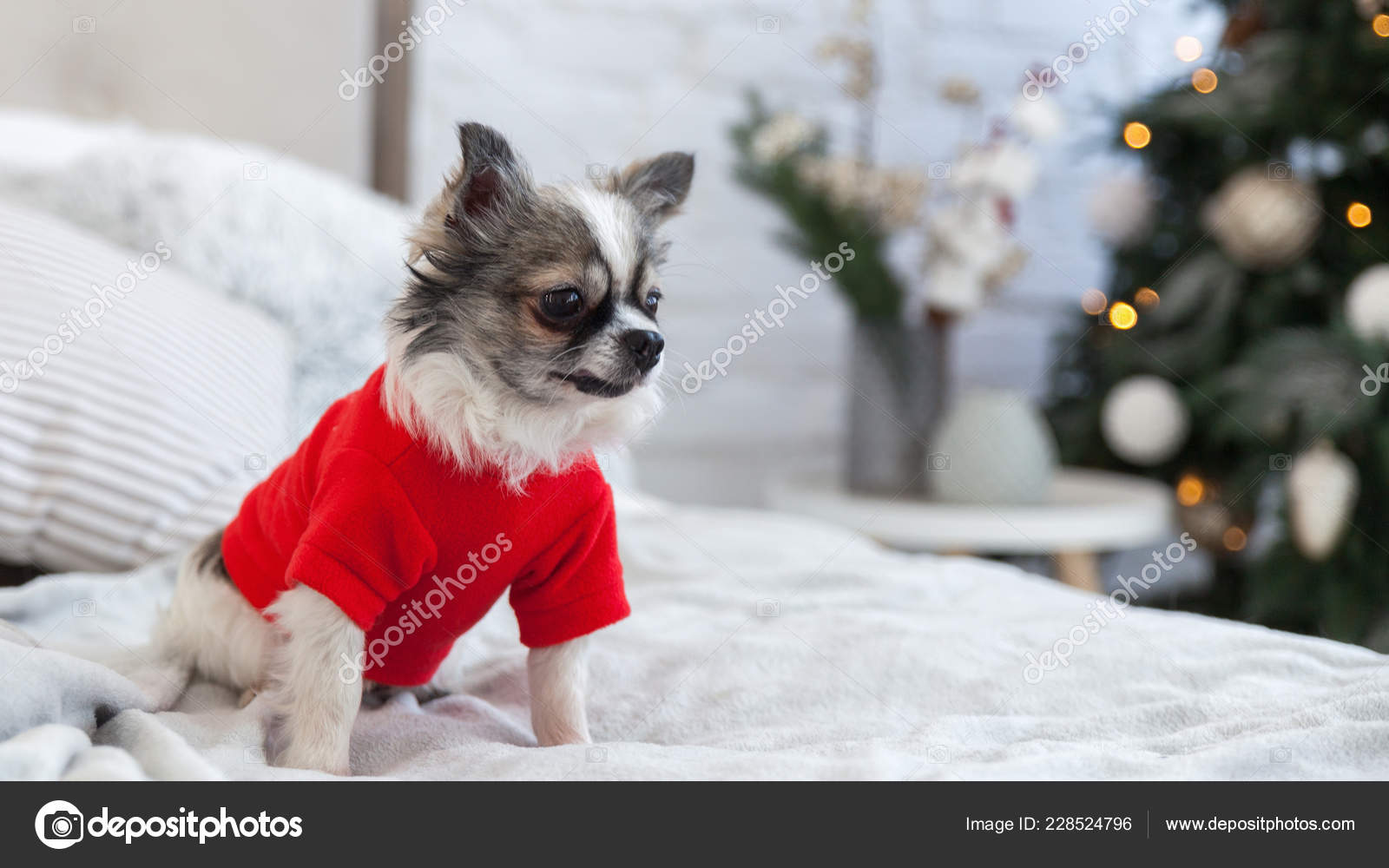 pretty dog sweaters