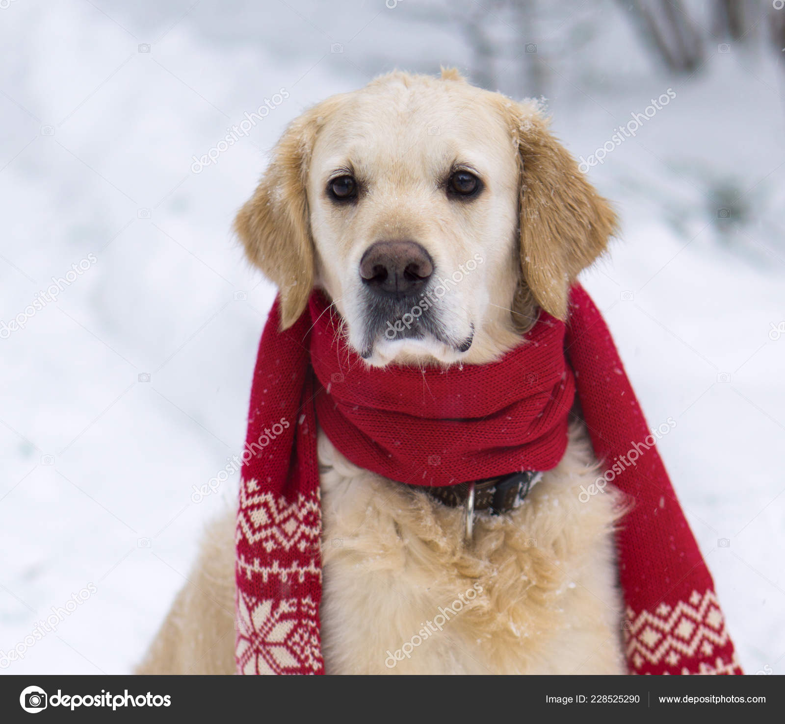 dog wearing scarf