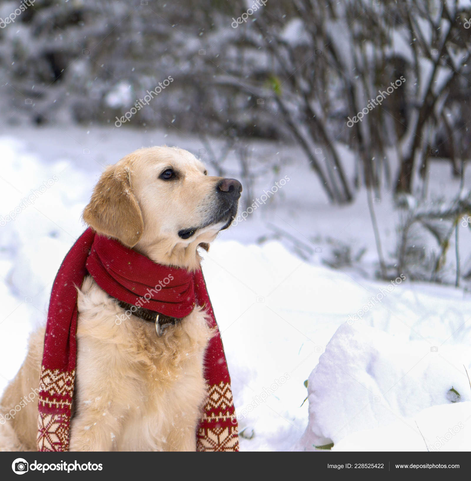 dog wearing scarf