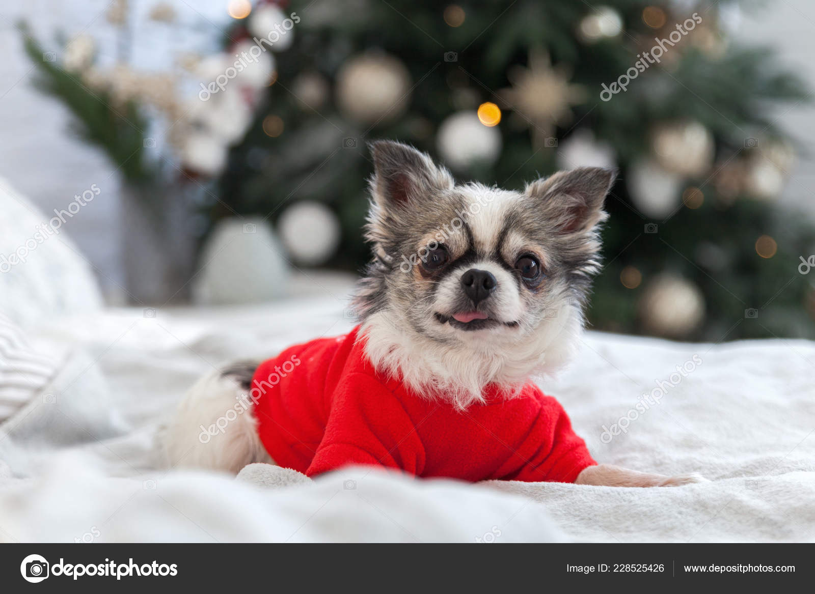 pretty chihuahua