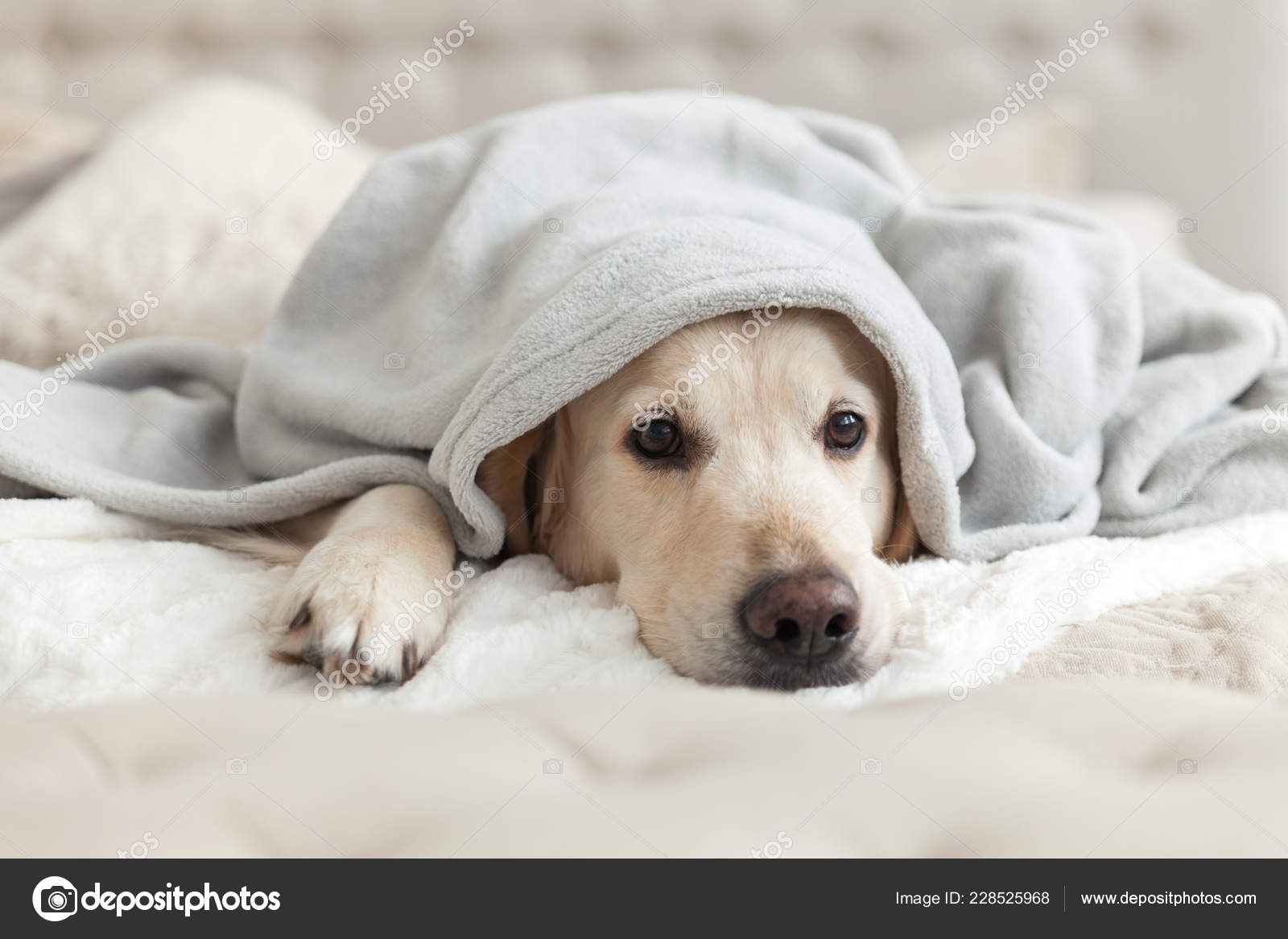 Golden retriever on sale swaddle
