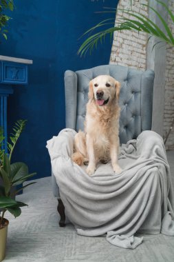 Altın geri almak saf ırk gri tekli içinde ev veya otel lobisinde köpek yavrusu. Yeşil bitkiler ile klasik tarzı çimento mavi tuğla duvarlar oturma odası iç art deco daire. Evcil hayvan dostu kavramı.